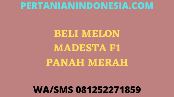 Beli Melon Madesta F1 Panah Merah Murah